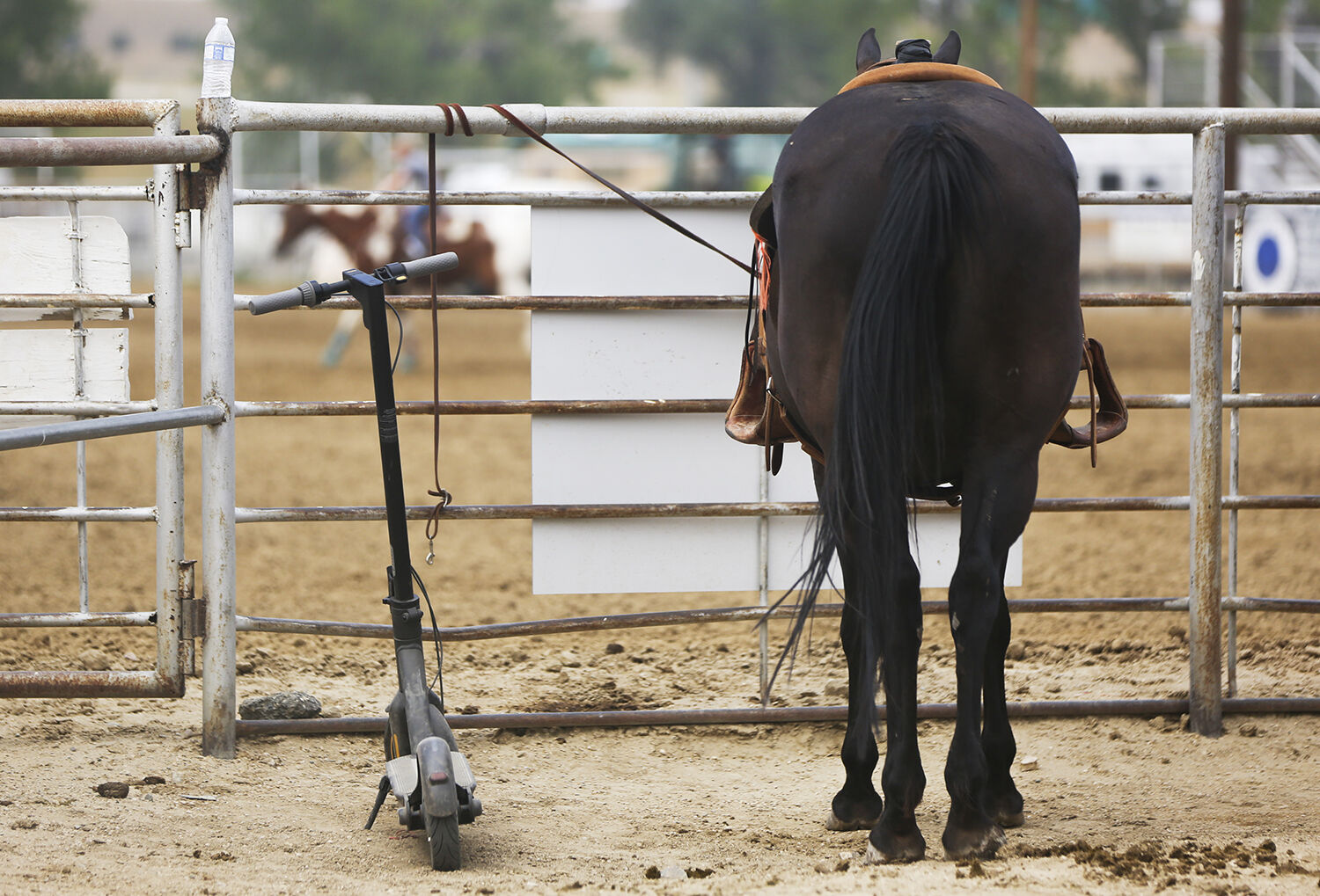 A horse stands parked next to an electric scooter